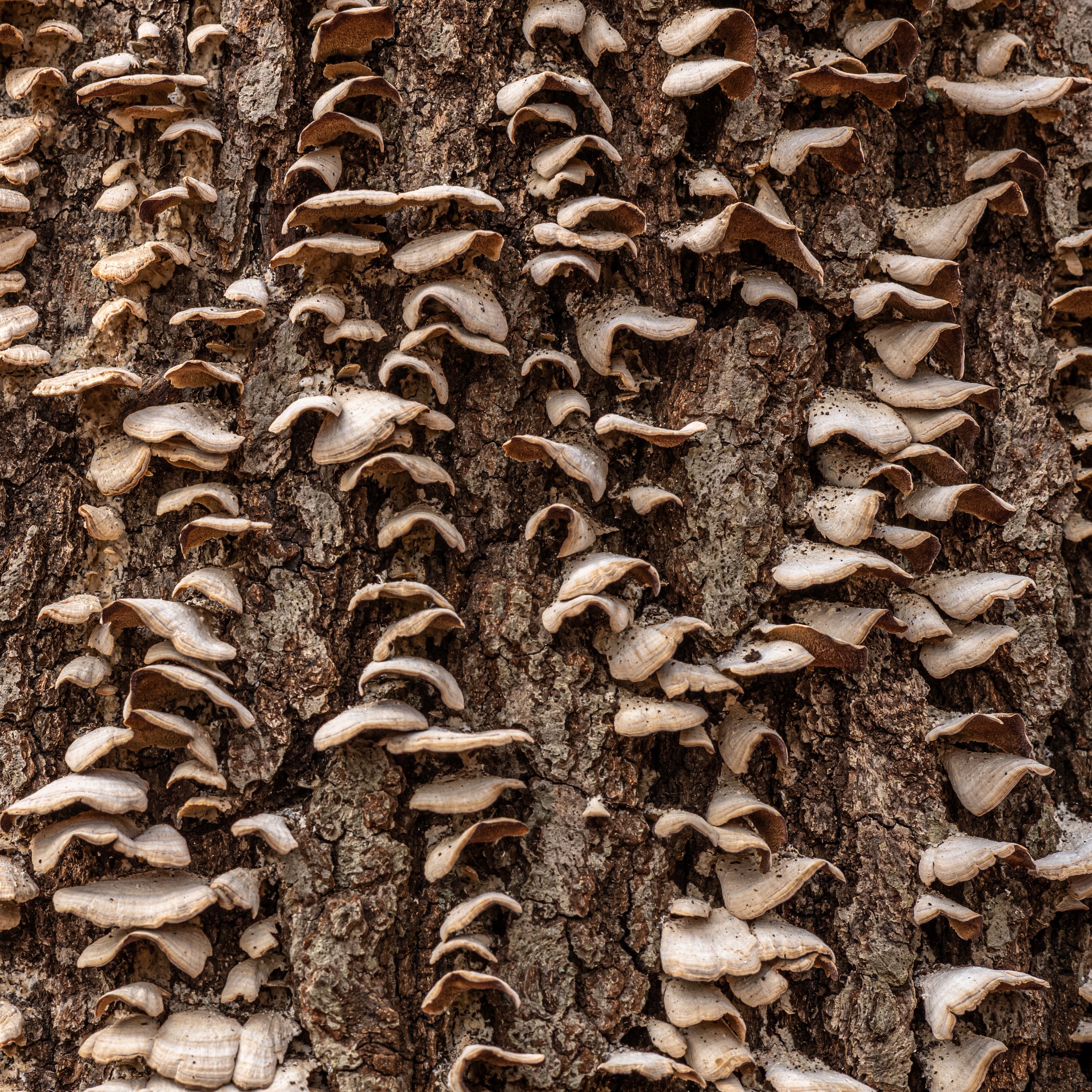 BARK MUSHROOM STACK