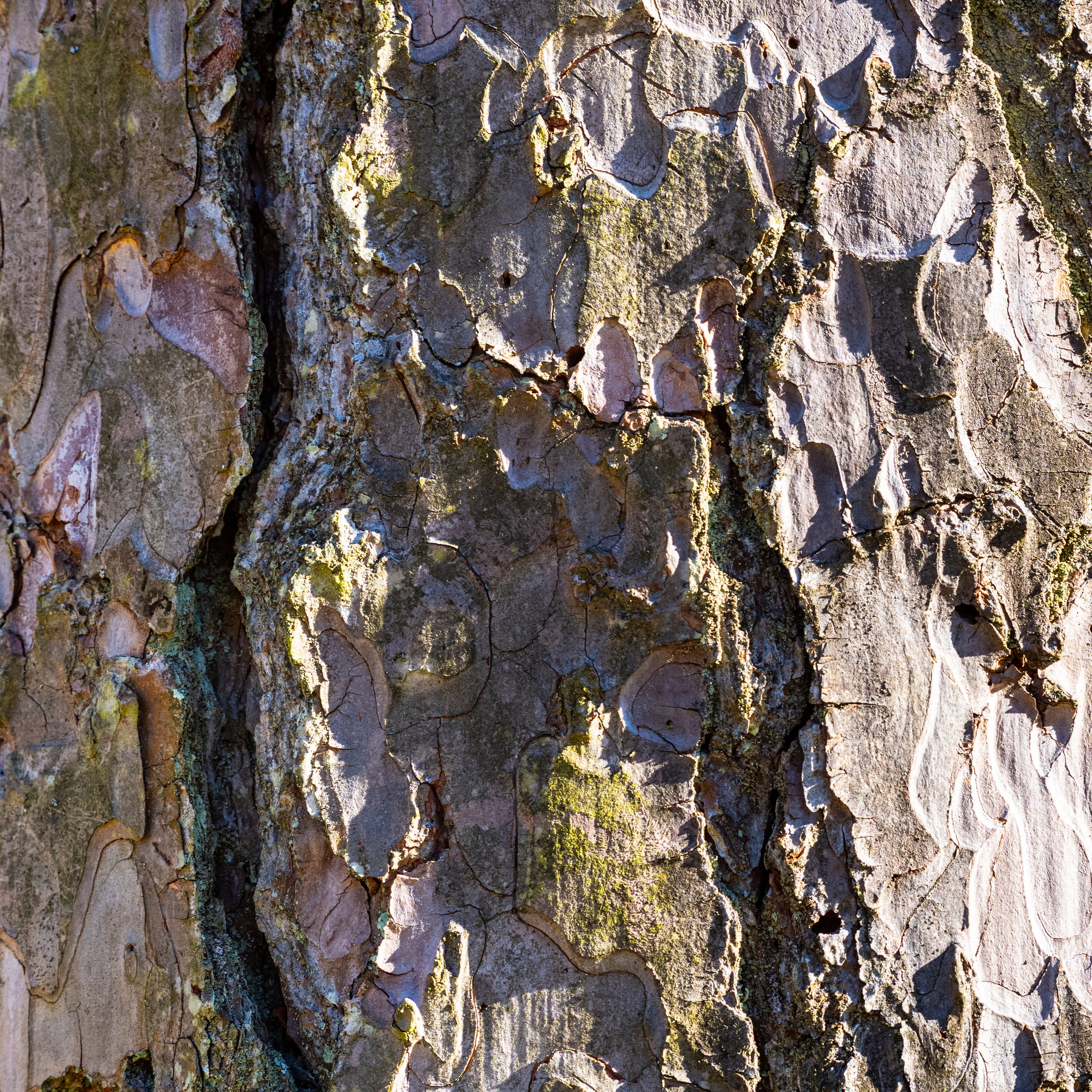 BARK PLASTER CAST