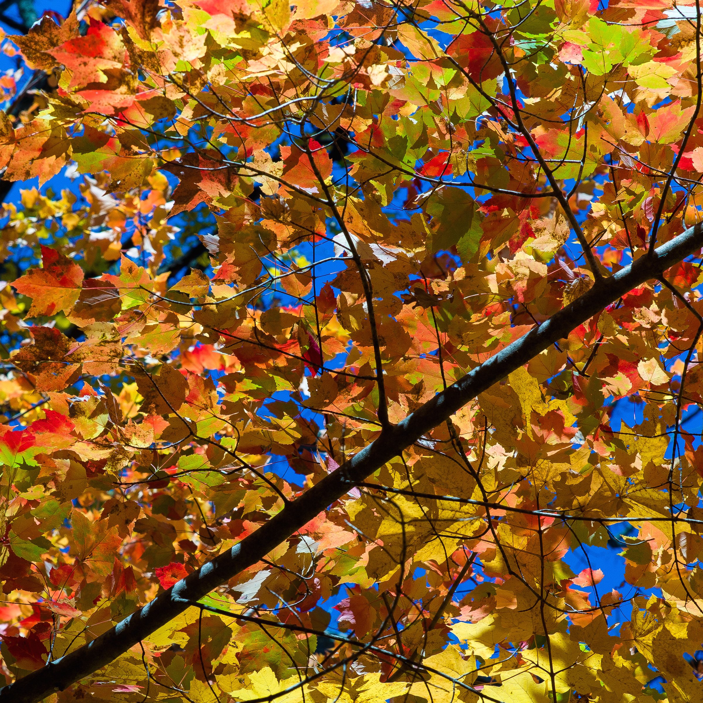 LEAVES MULTICOLORED