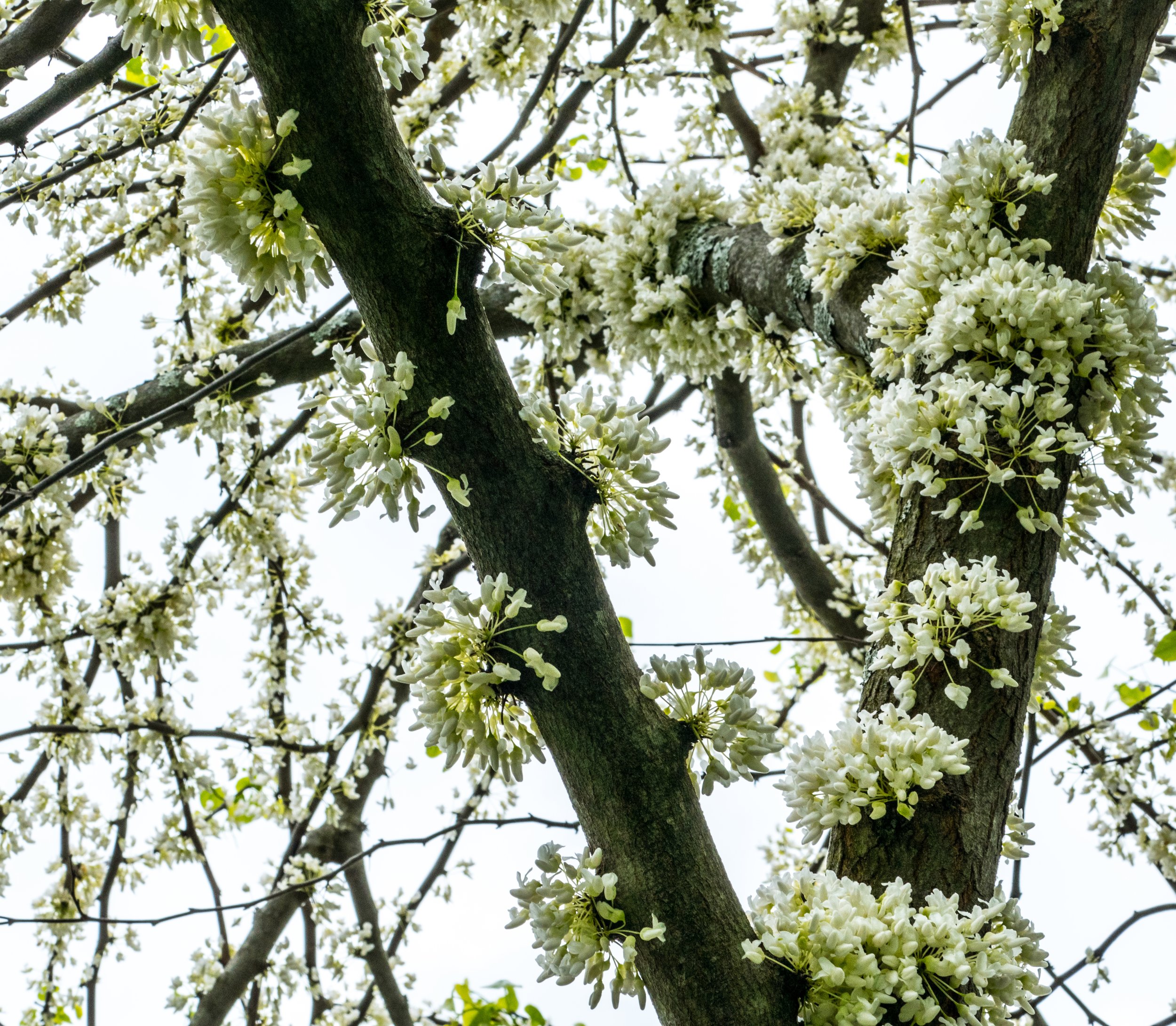 BARK FLOWERS