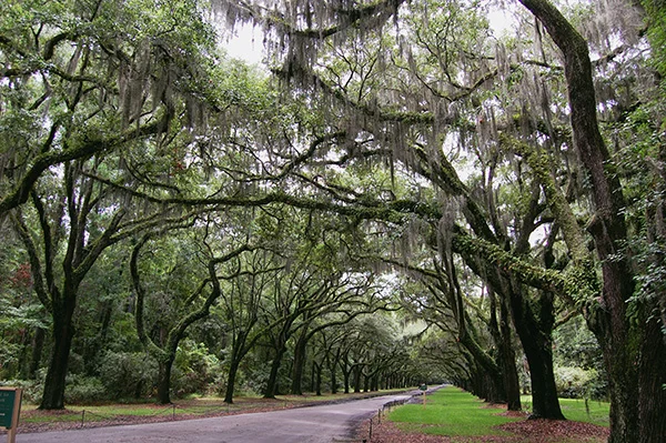 Wormsloe-Historic-Site-from-The-Last-Song-by-Live-the-Movies-3.jpg