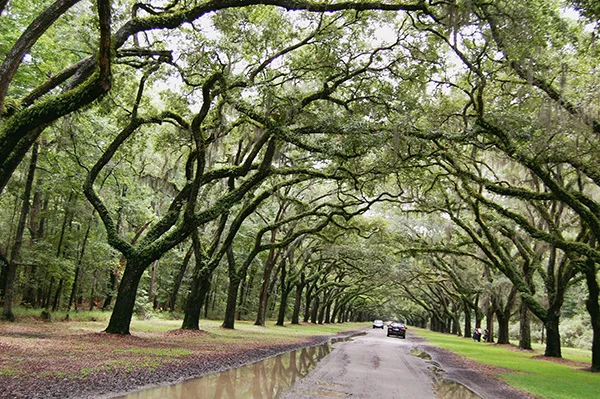 Wormsloe-Historic-Site-from-The-Last-Song-by-Live-the-Movies-8.jpg