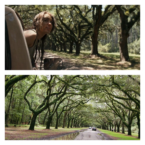 Wormsloe Historic Site From The Last Song Live The Movies
