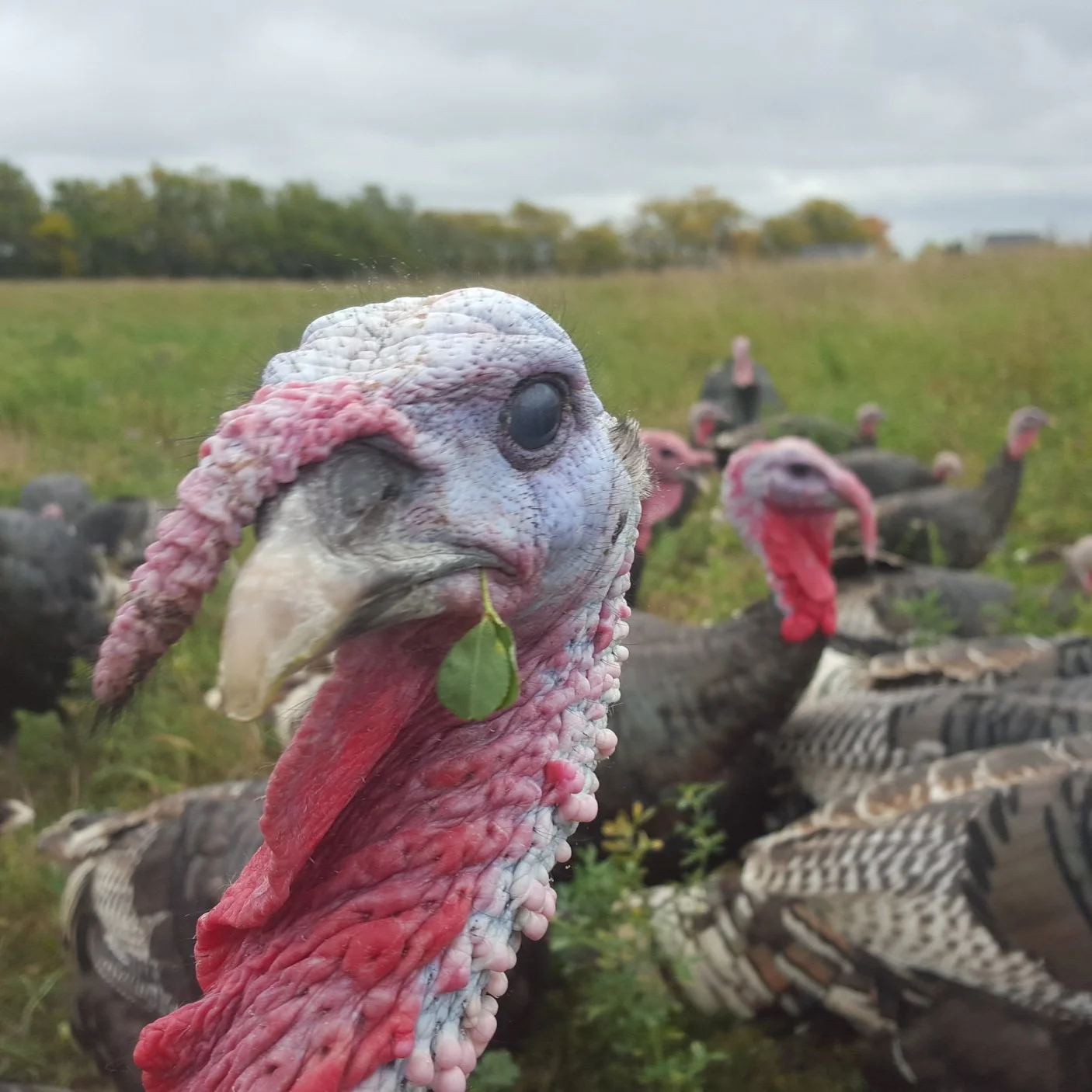 Turkey munches alfalfa.