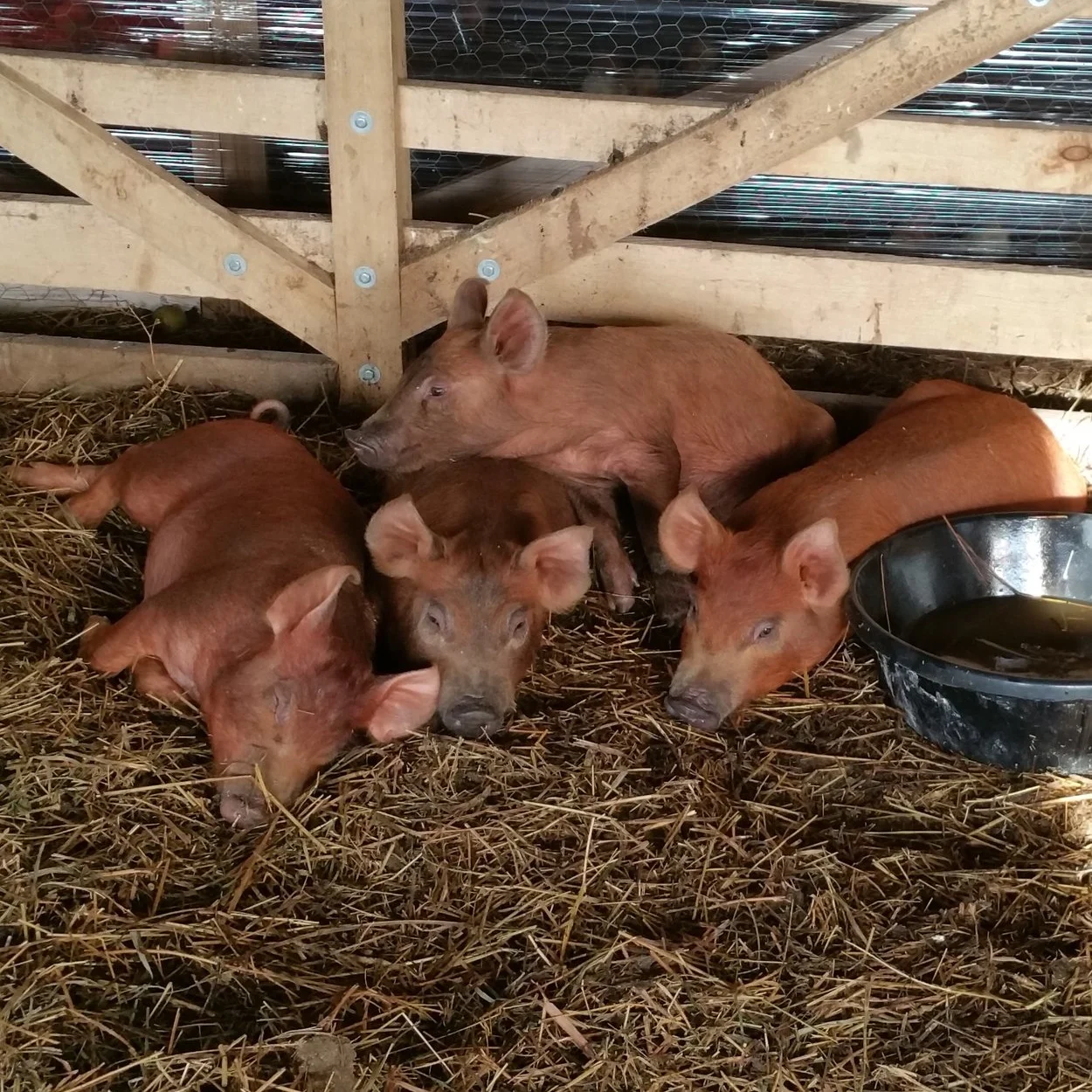 Tamworth piglets catching shade in the barn.