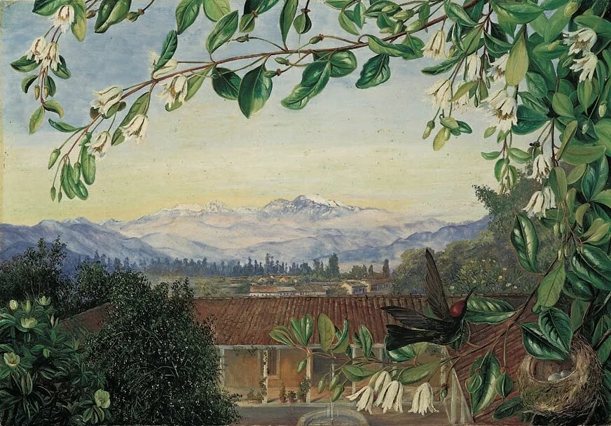 The Endless Snows from Santiago (with Chilean hummingbird and its nest in a patagua lily), Marianne North, 1884.  On permanent display at Kew Gardens’ Marianne North Gallery, London.