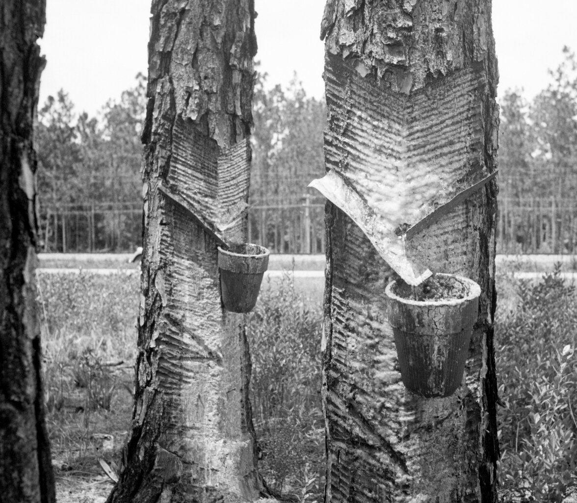 Dorothea Lange took this FSA image of turpentine farming in Florida, ca. 1936. (detail)