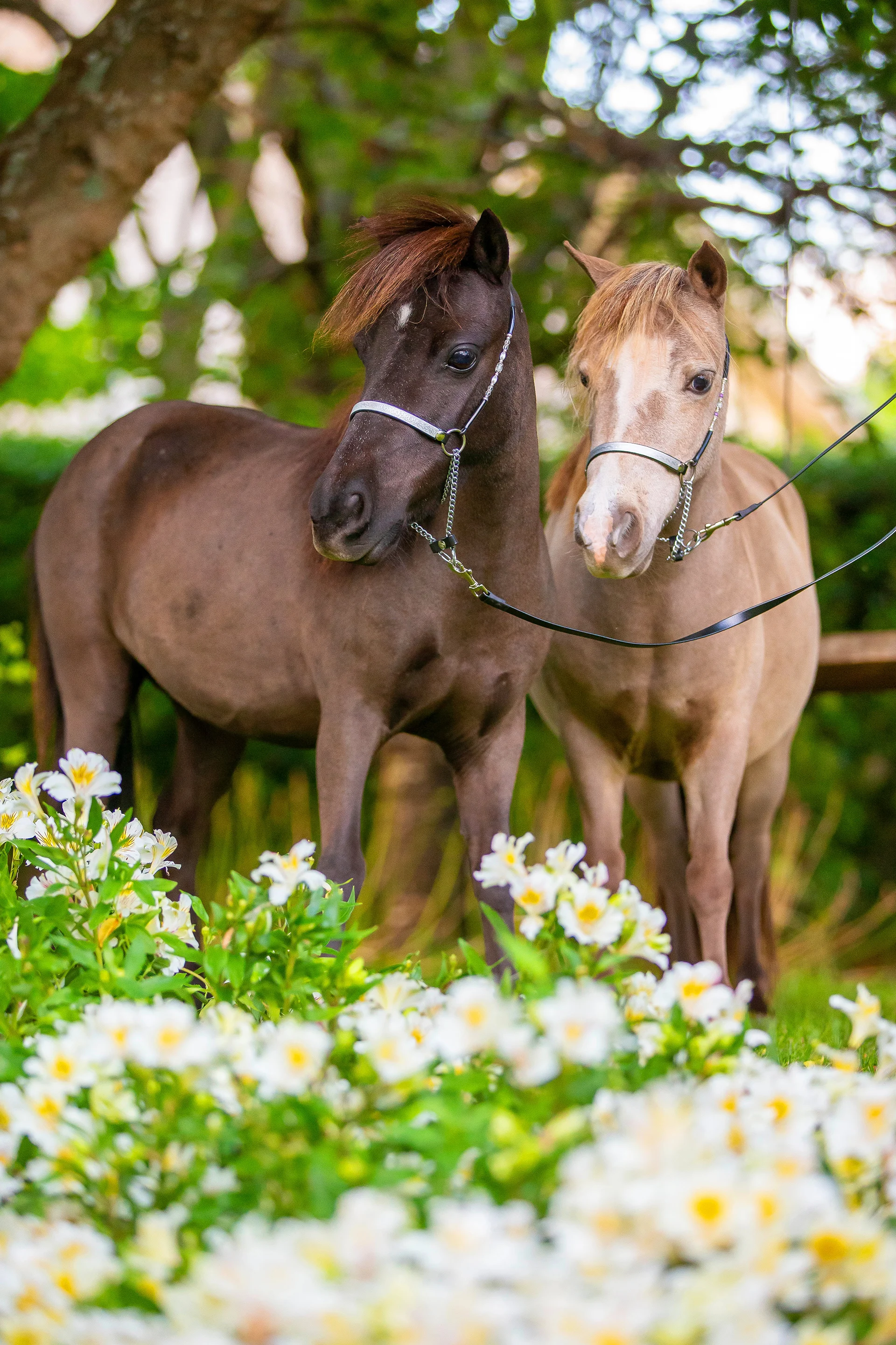Image by Allira Fontana Photography