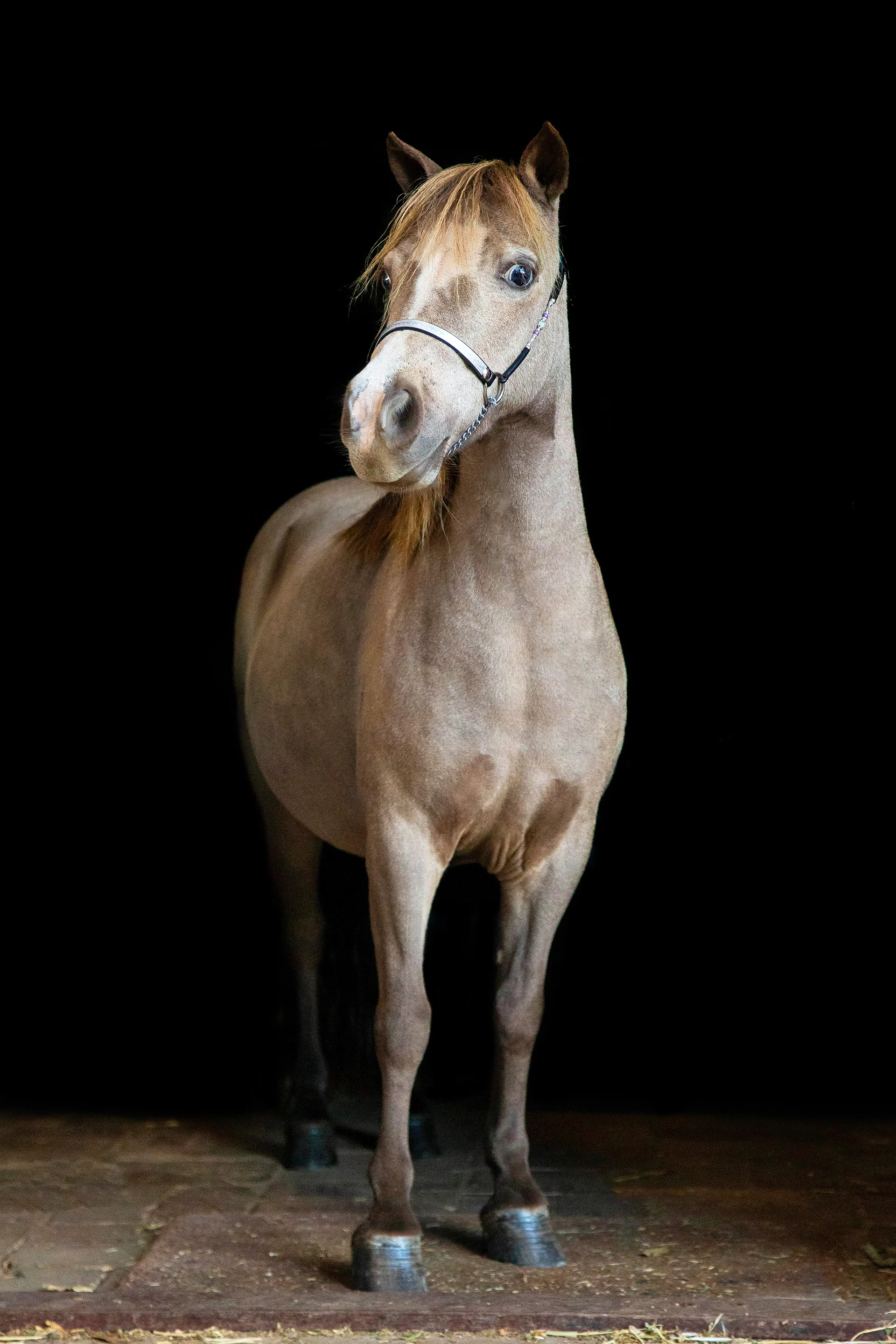 Image by Allira Fontana Photography