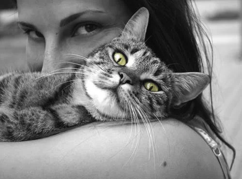 AAFP releases feeding guidelines for cats