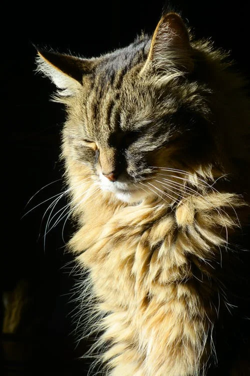 Anesthesia guidelines for cats released