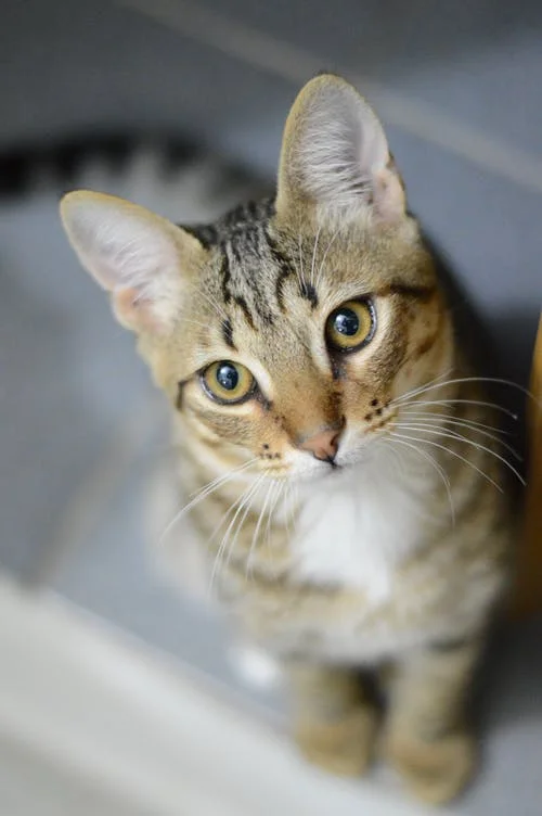 Make your practice more inclusive to cats