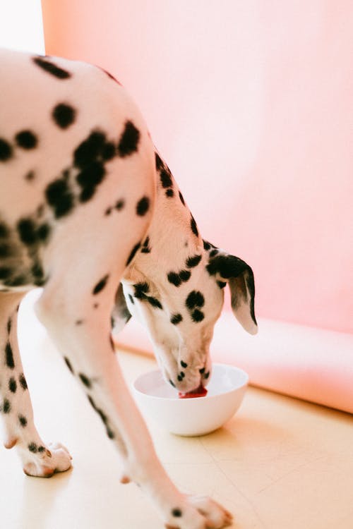Hill’s Pet Nutrition Voluntarily Recalls Select Canned Dog Food for Excessive Vitamin D 