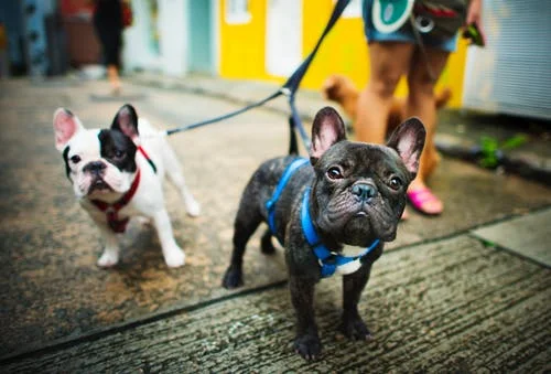 Things you need to know about dog flu