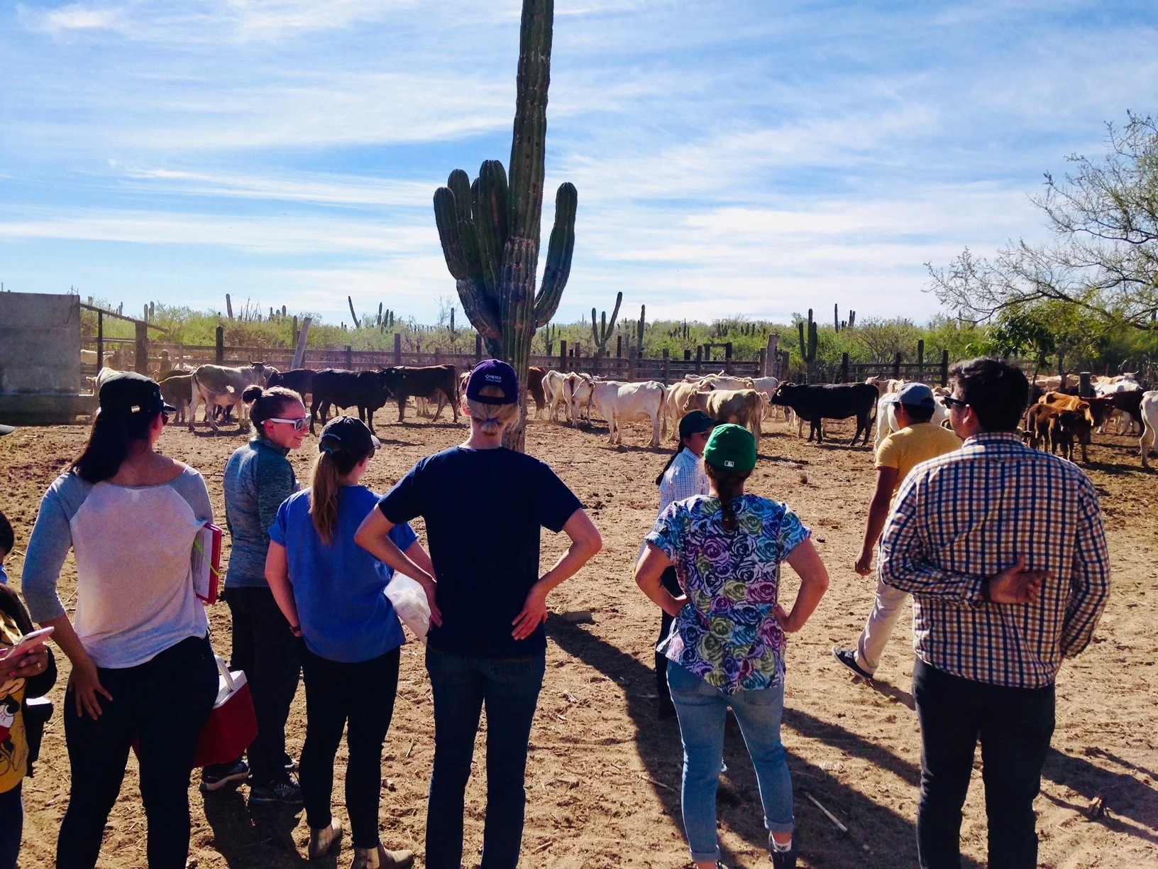 Merrill SImpson and team prepare to work a head of cattle in Mexico
