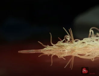 Top cities for heartworm disease released...is yours on the list?