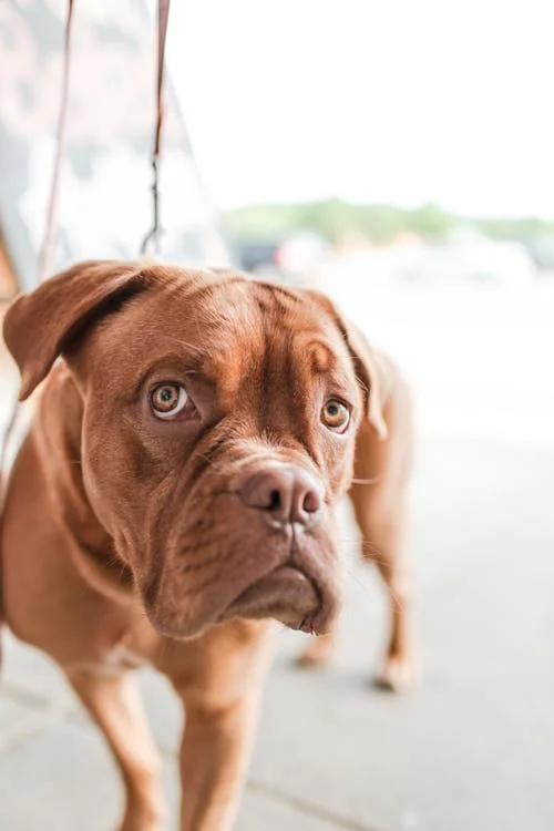 What to do when you see a coughing dog