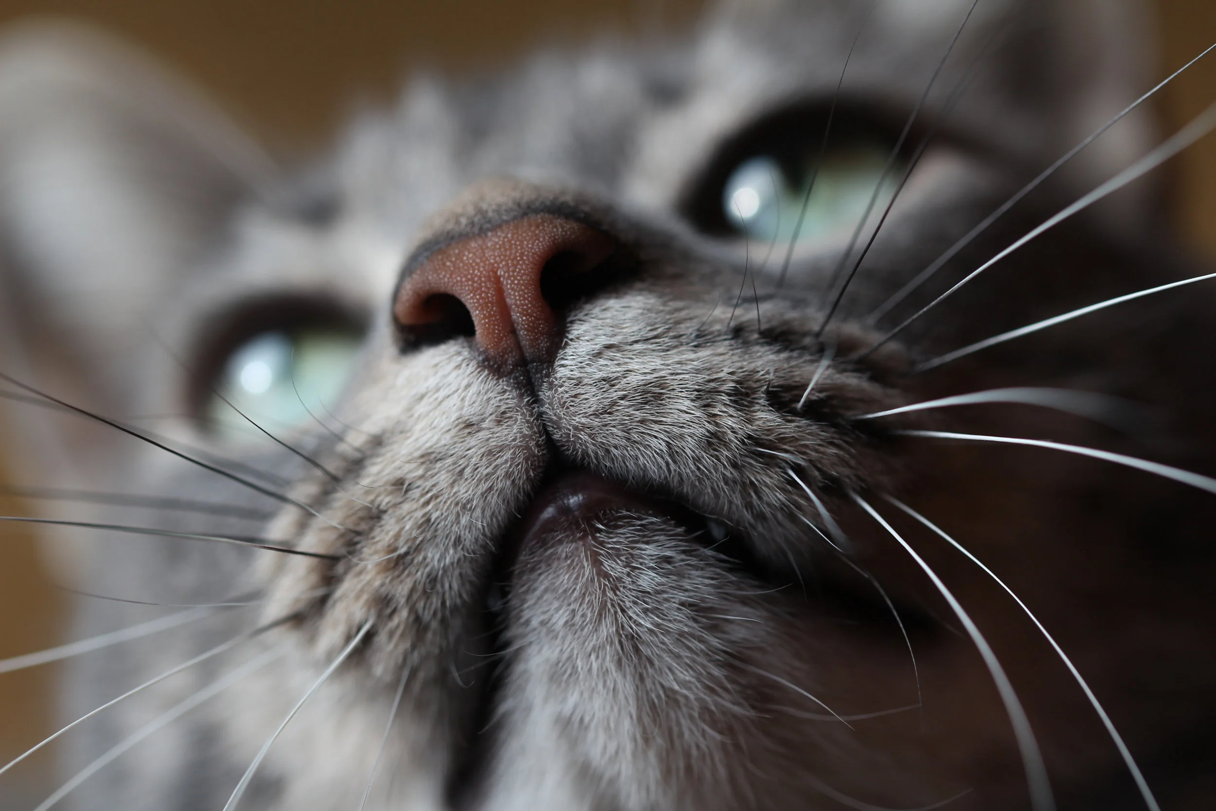 New study looks at pain post dental in cats
