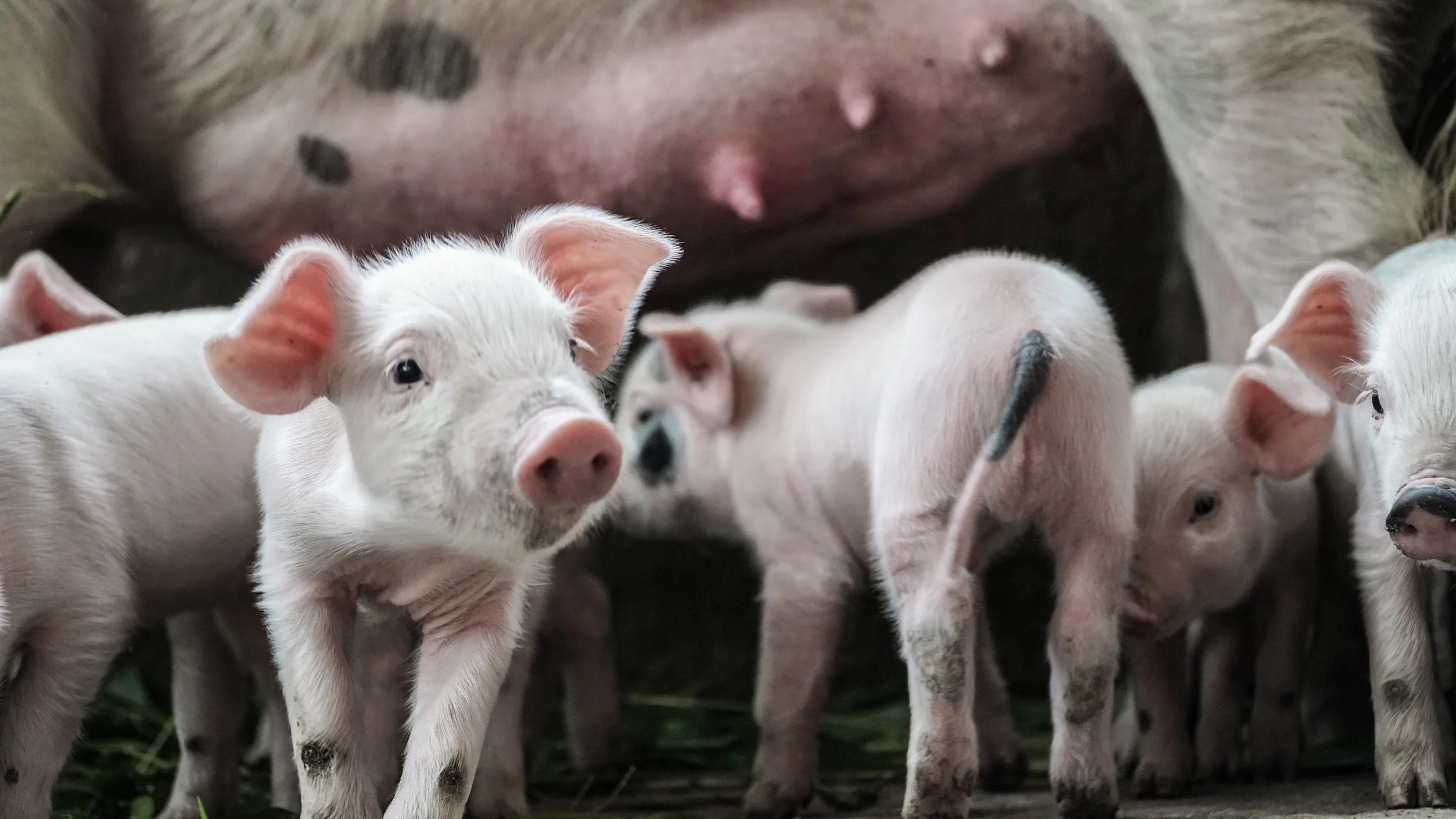 Study identifies key traits of swine veterinarians