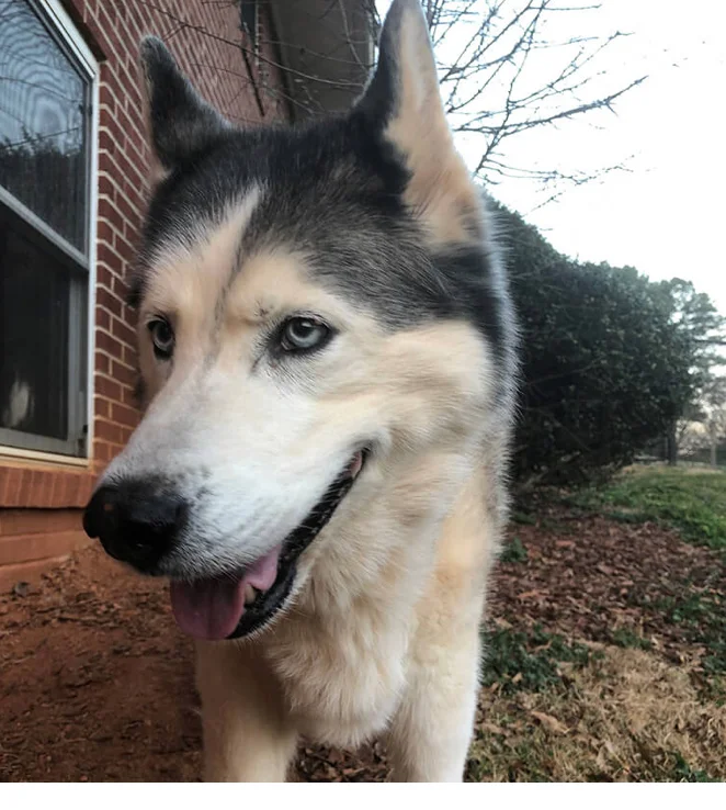 Program Offers Recycled Pacemakers to Pups In Need