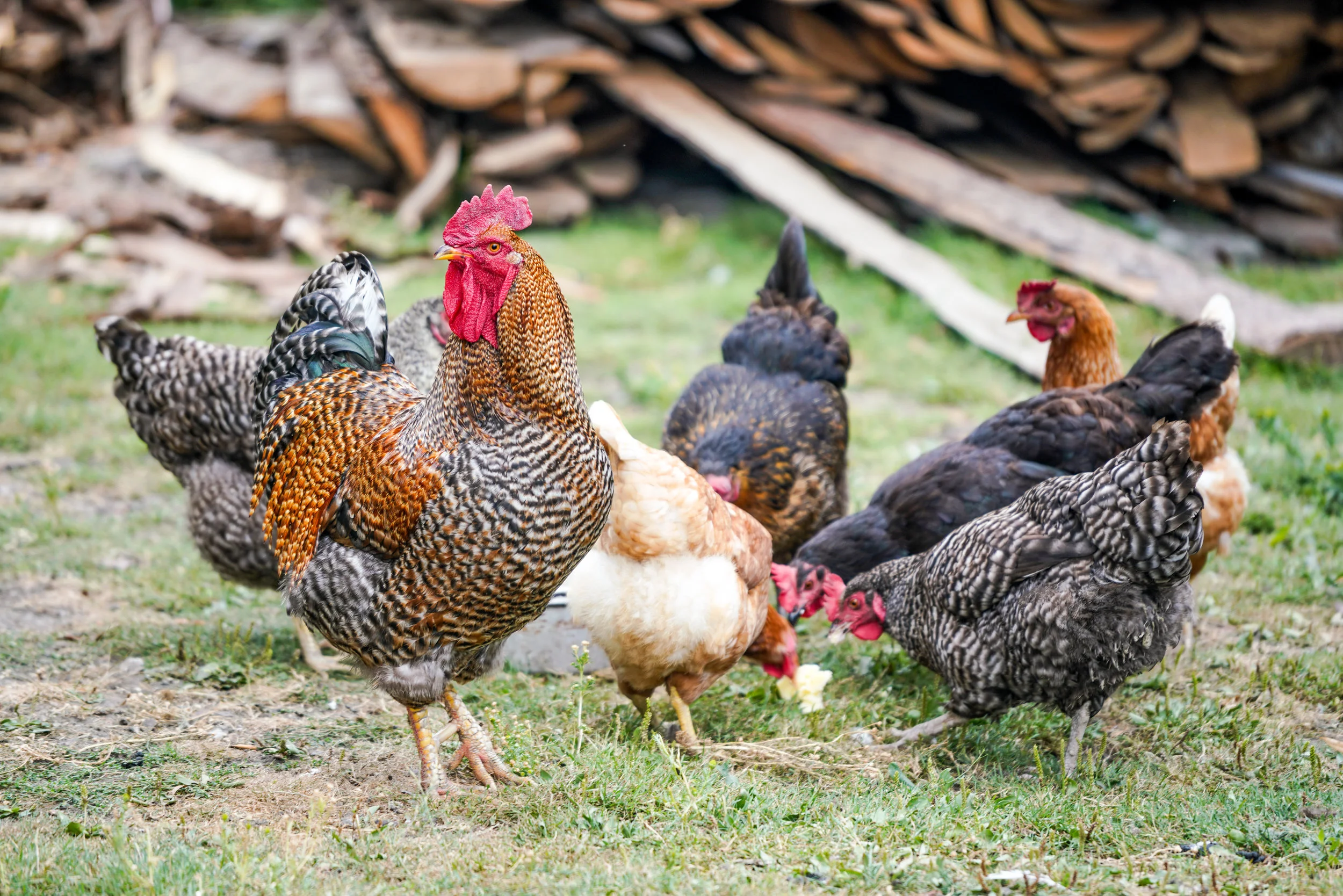 Deadly Chicken Disease Spreads to Bay Area