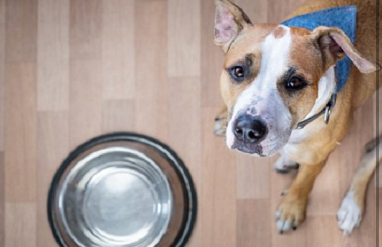 Hills Expands Pet Food Recall