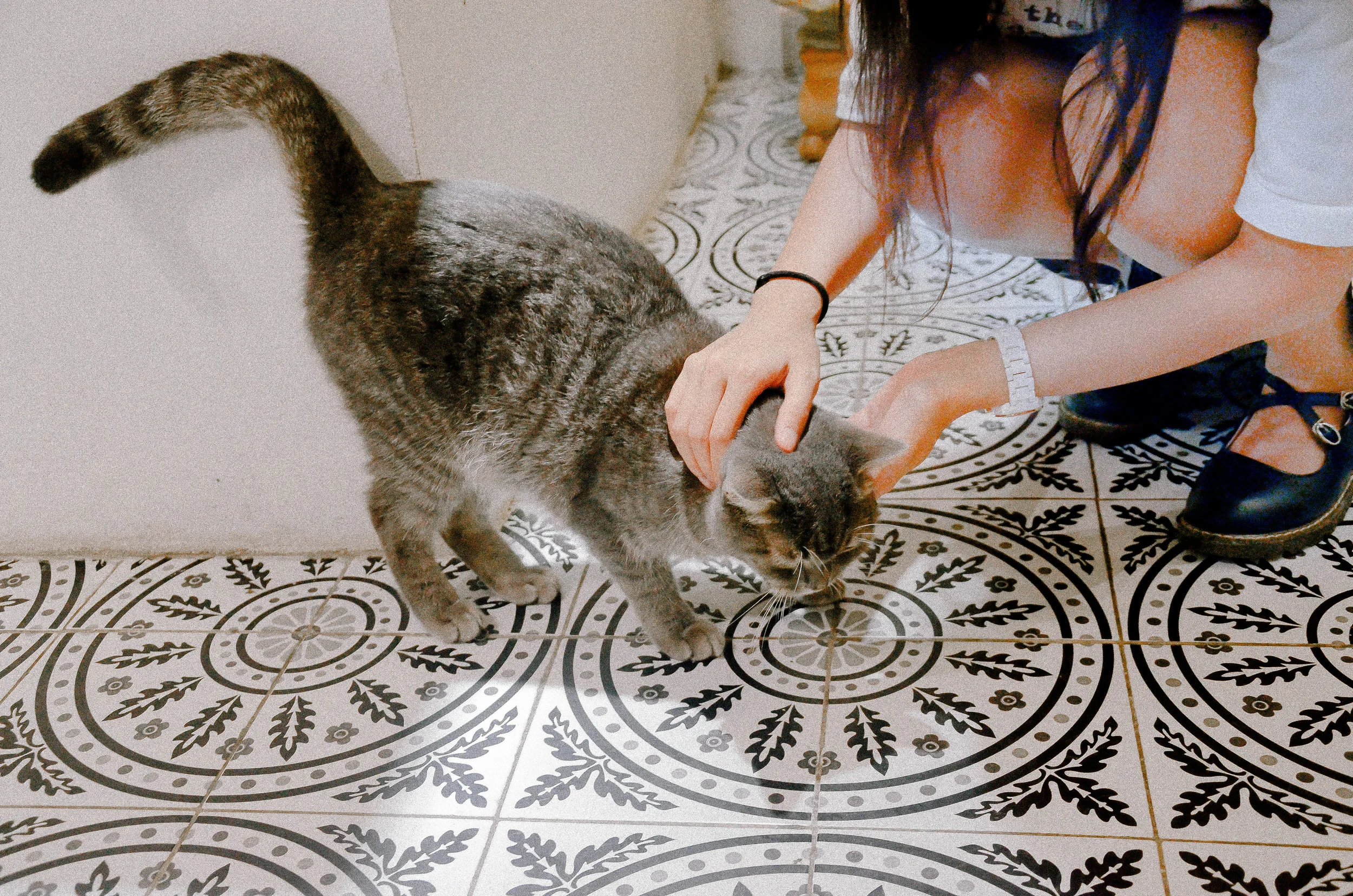 Suspected Phenobarbital Induced Fever in a Cat