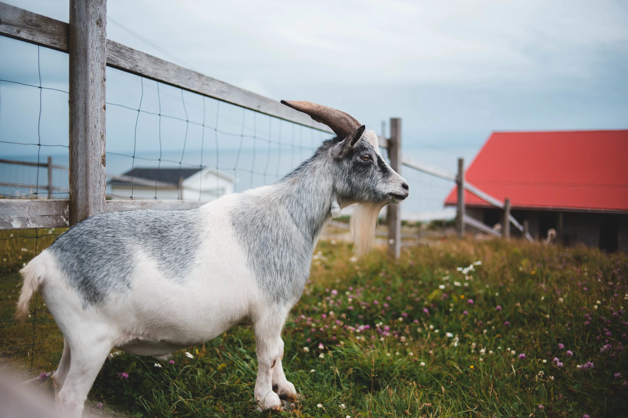Wild parsnip induced photosensitization