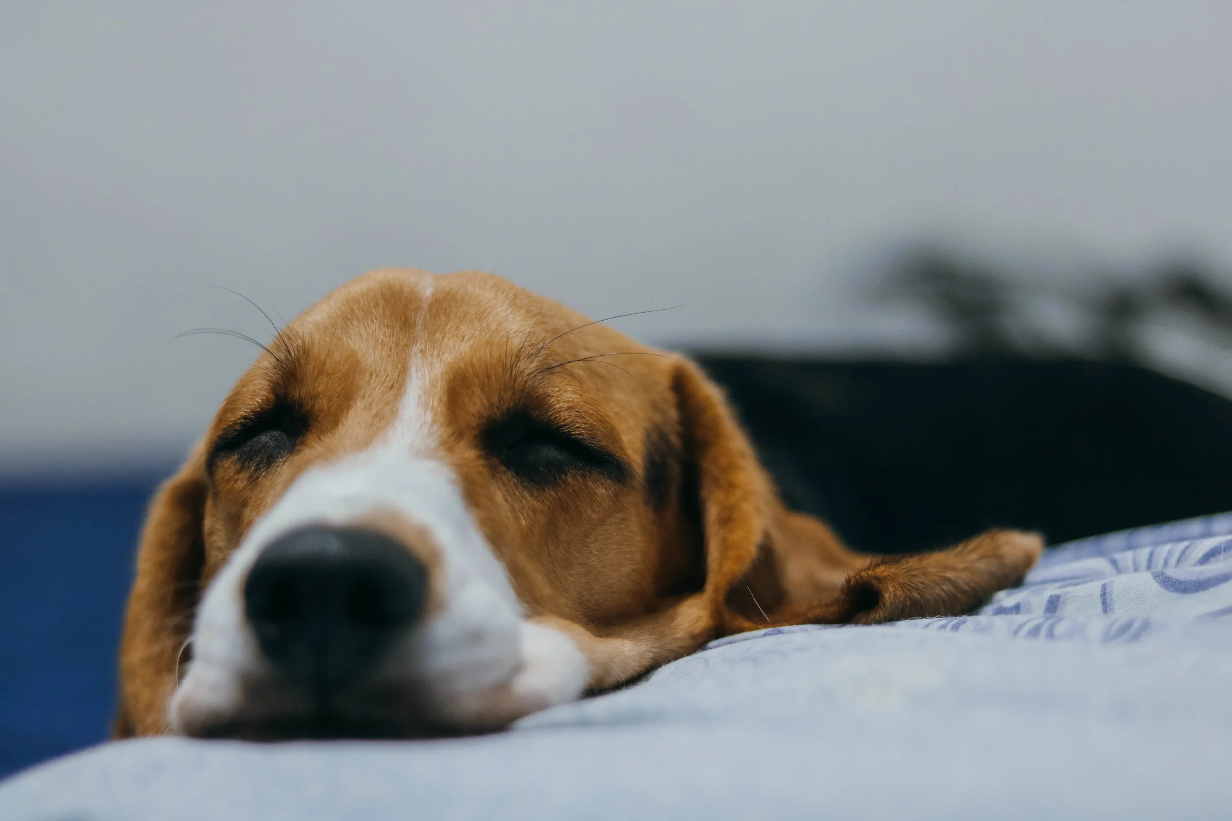 Study shows that dogs receiving acepromazine more likely to have hypotension
