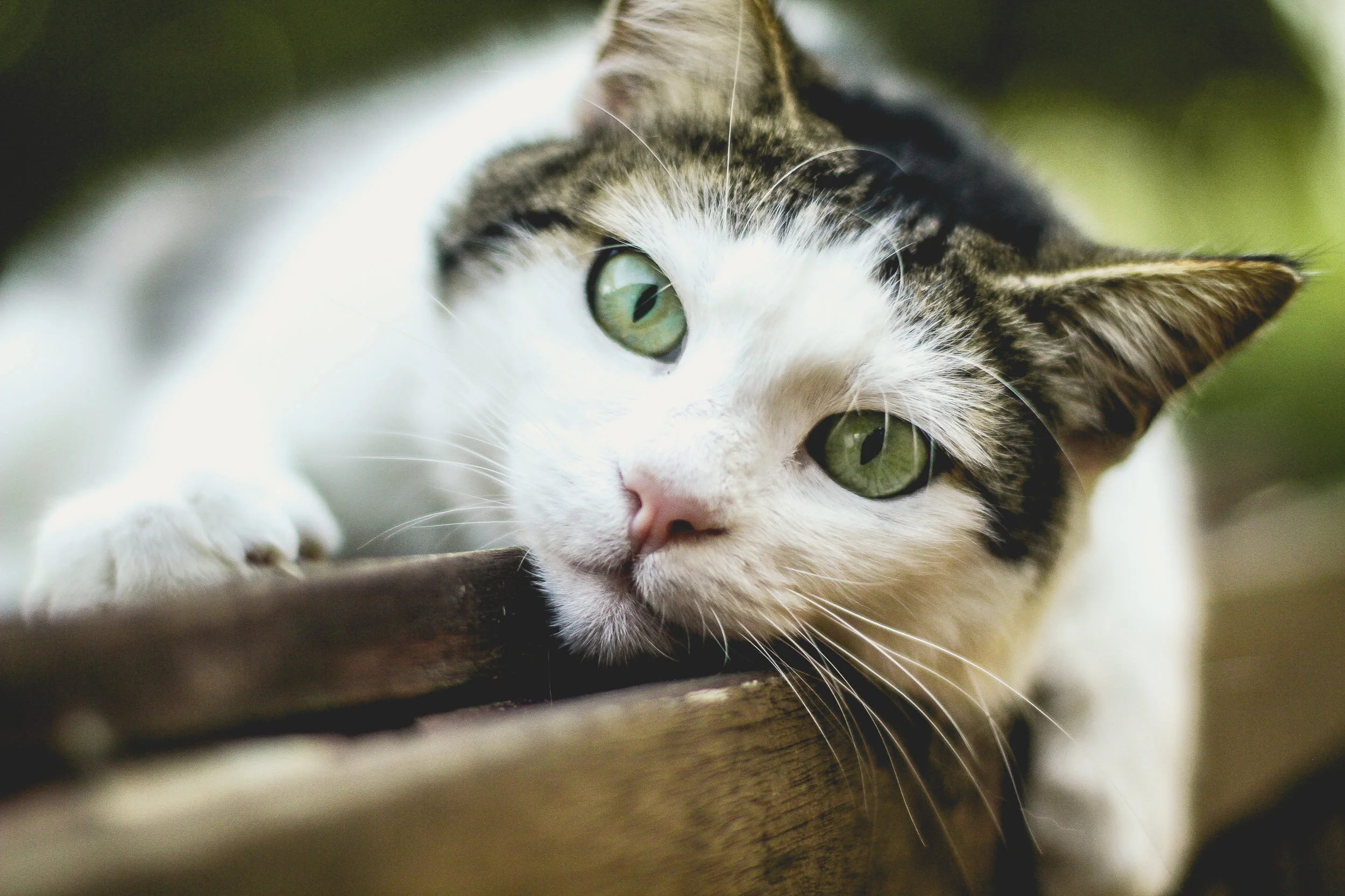 Clinical features of feline bacterial keratitis