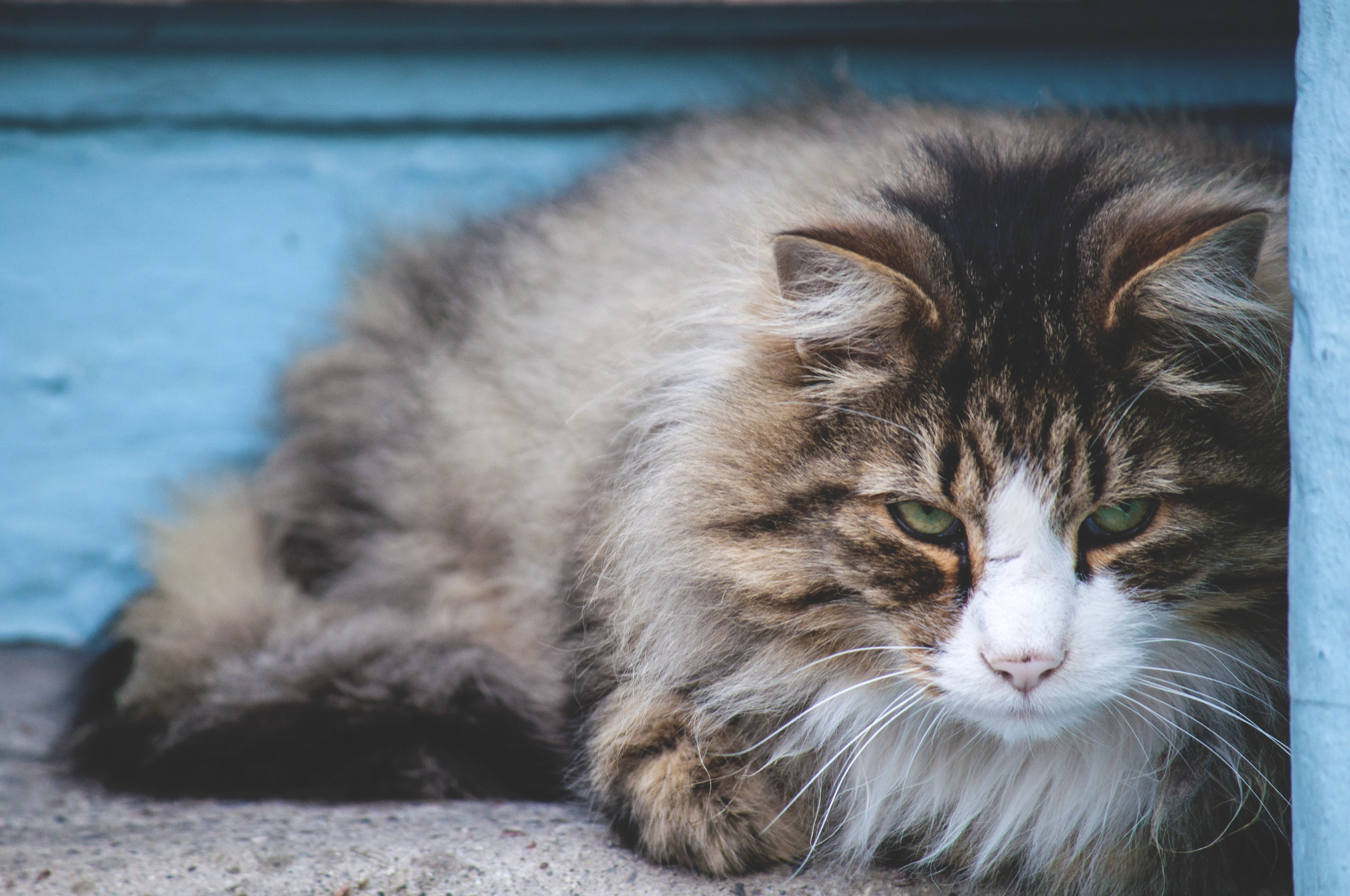Esophagostomy tube complications in dogs and cats