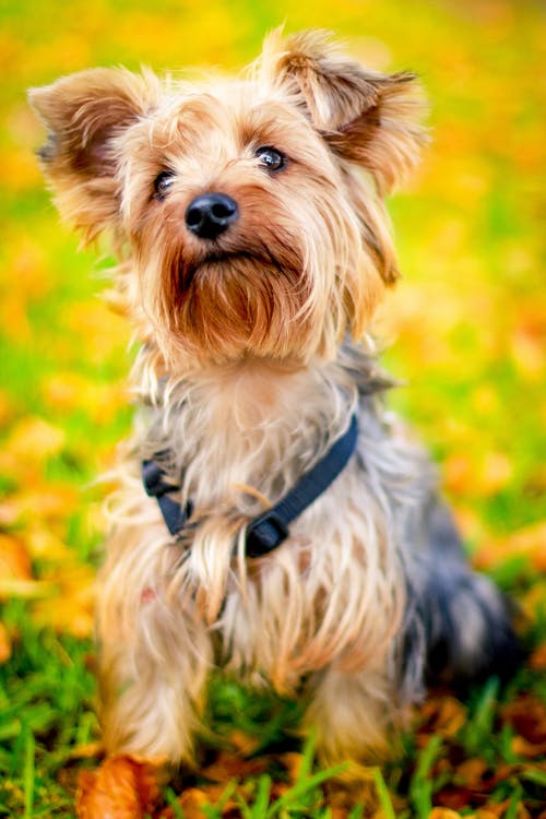 New study suggests yorkies need tooth brushing at young age