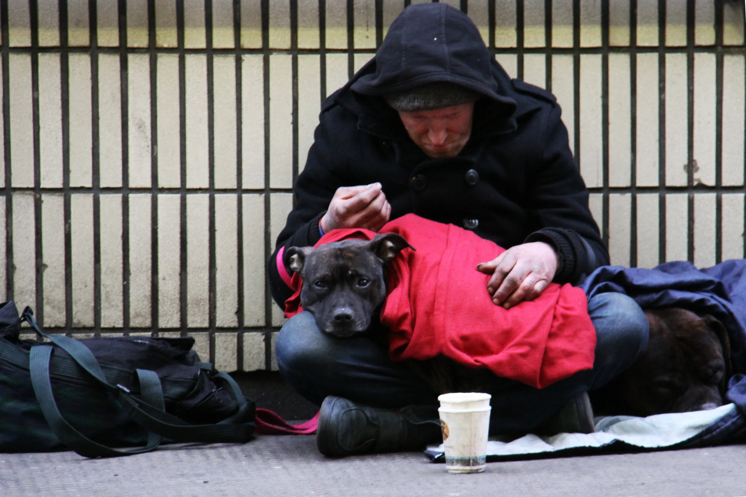 California's state budget includes $5 million for veterinary care for homeless 