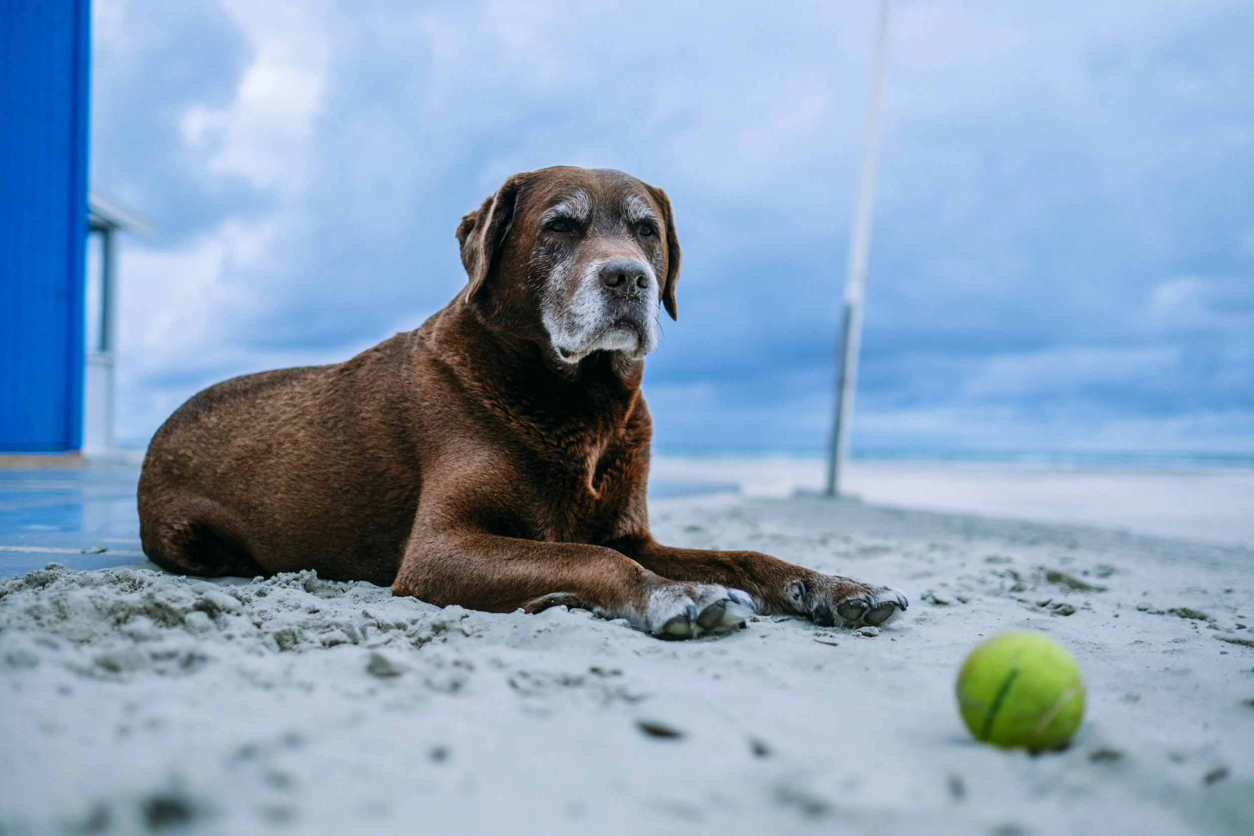 Incidence and risk factors for lymphoma in dogs