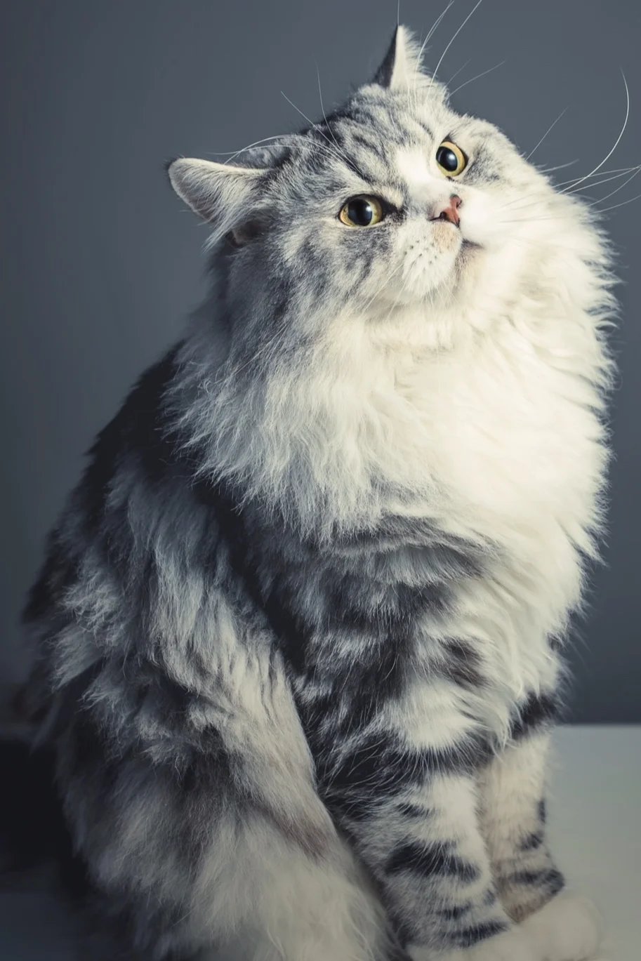 Researchers looked at relationships between body weight and other factors in cats