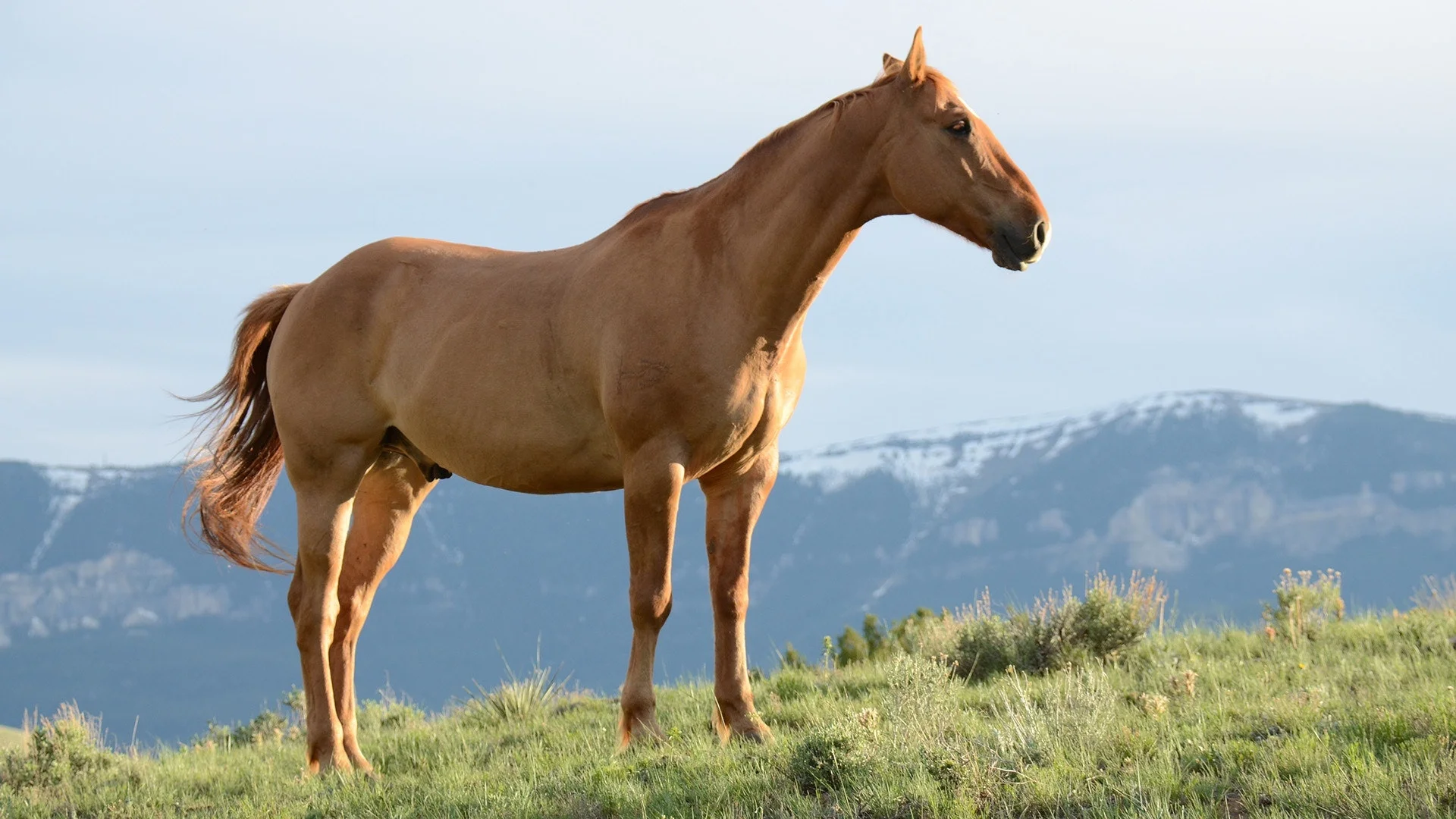 Wyoming is fourth state with confirmed vesicular stomatitis 