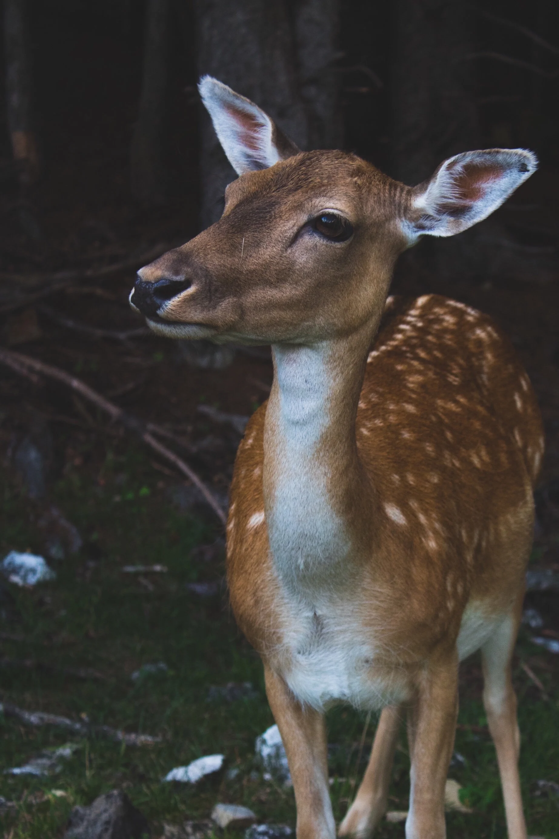 Blue tongue disease reported in Kentucky deer