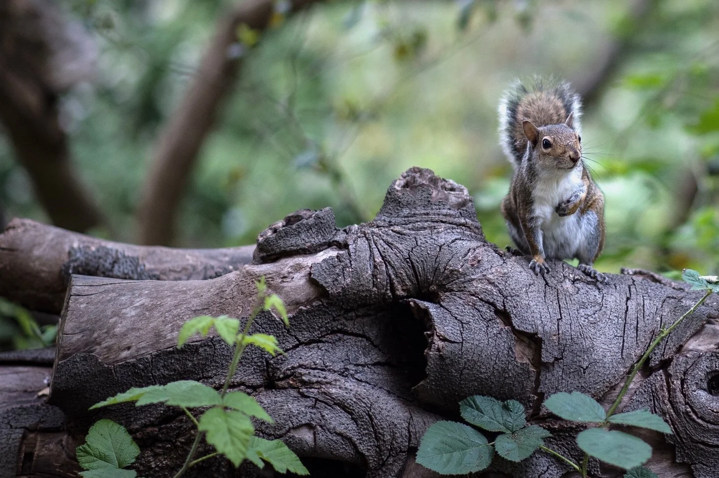 University of Pennsylvania helps state wildlife 