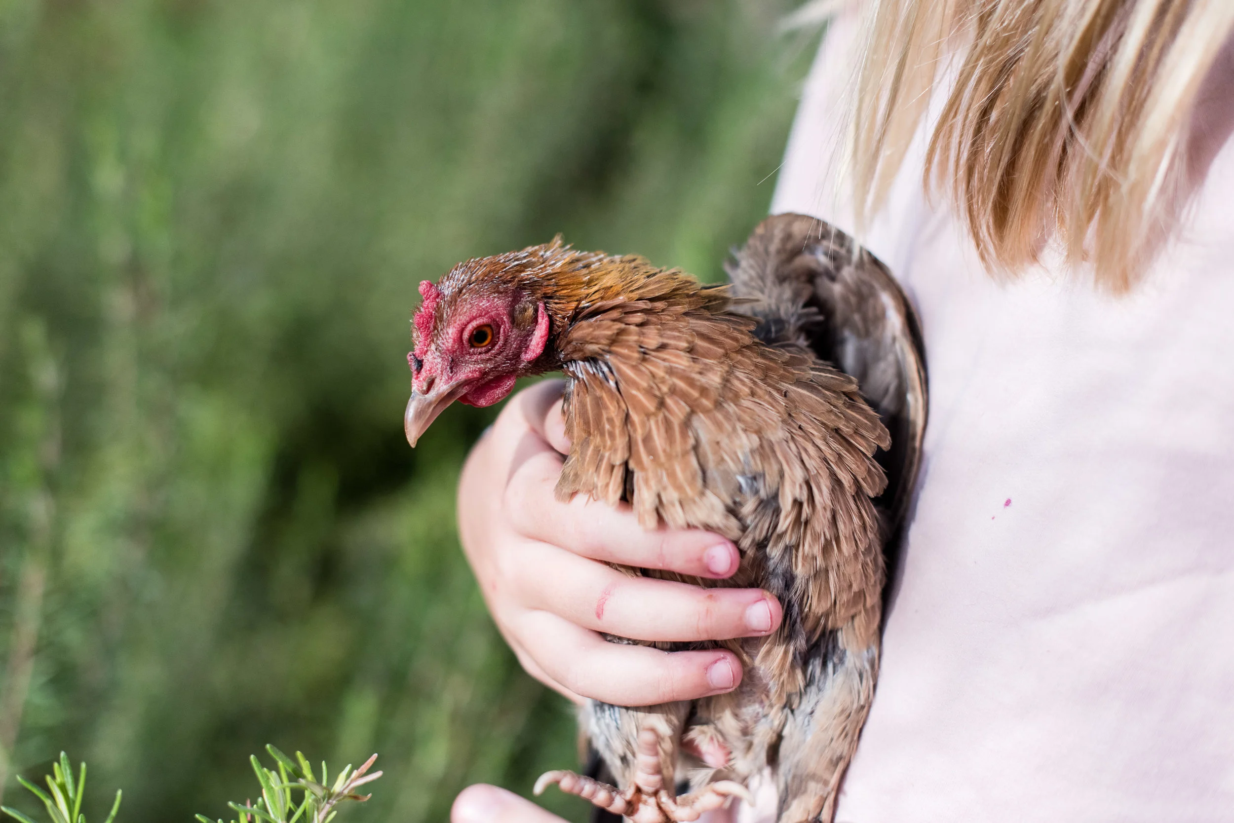 Multi-state outbreaks of salmonella infections linked to backyard poultry