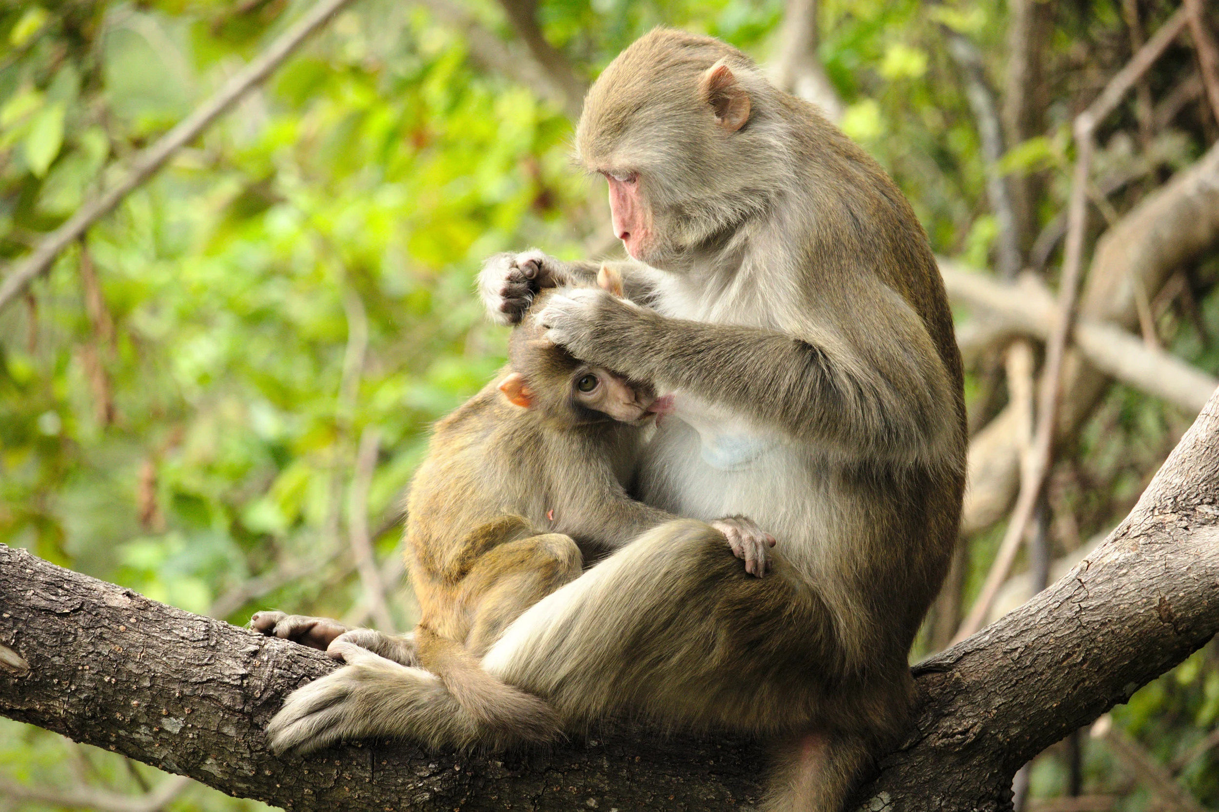Researchers compare primate vocalizations