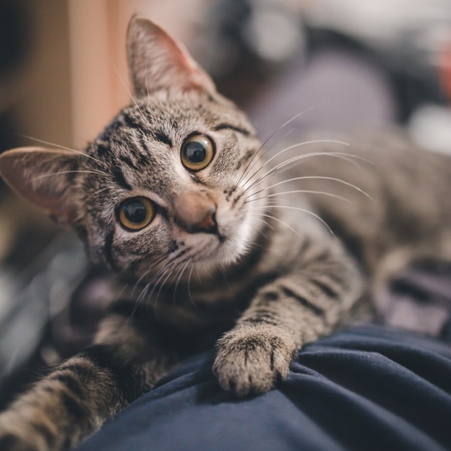 Microbes make chemicals for scent marking in a cat