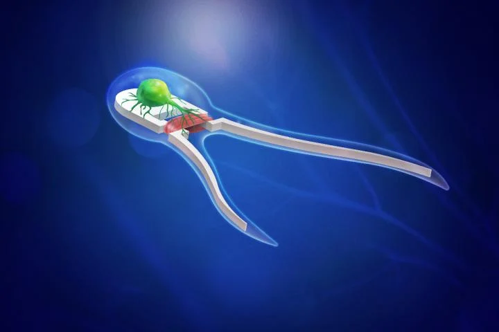 Researchers build microscopic biohybrid robots propelled by muscles, nerves