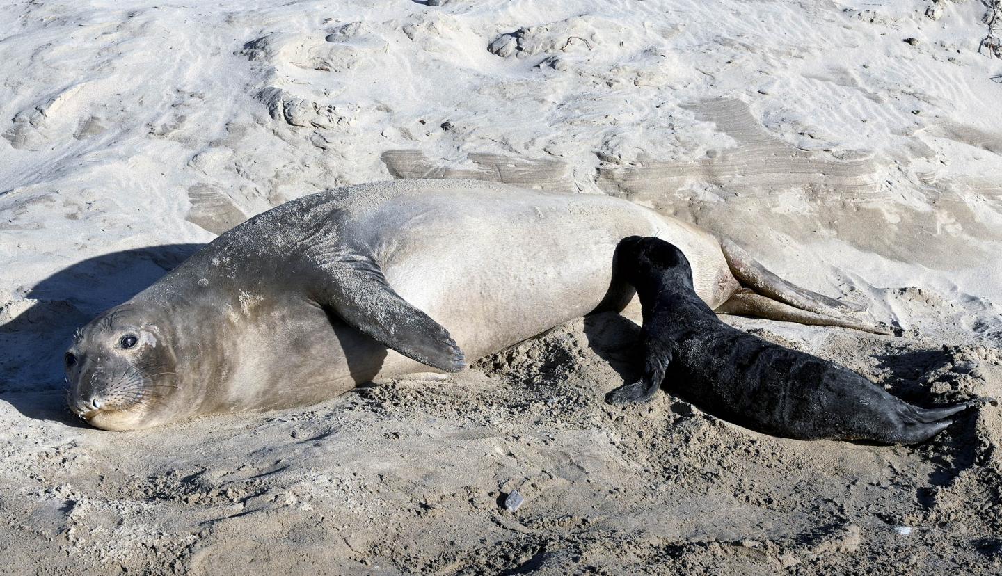 Elephant seal 'supermoms' produce most of the population