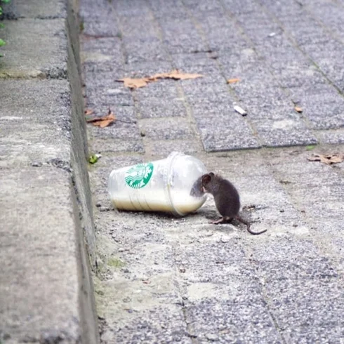 Scientists discover a valuable method to track rats