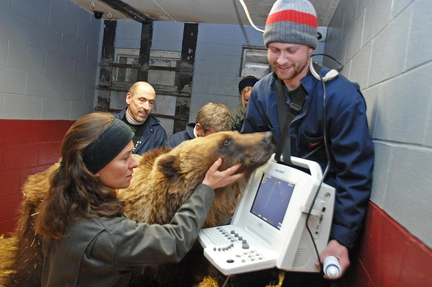 WSU grizzly research reveals remarkable genetic regulation during hibernation