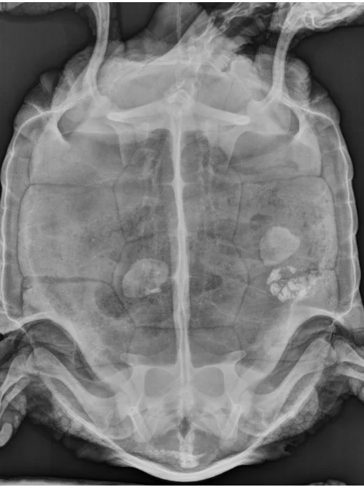 UC Exotic Team Treats 61-Year-Old Tortoise