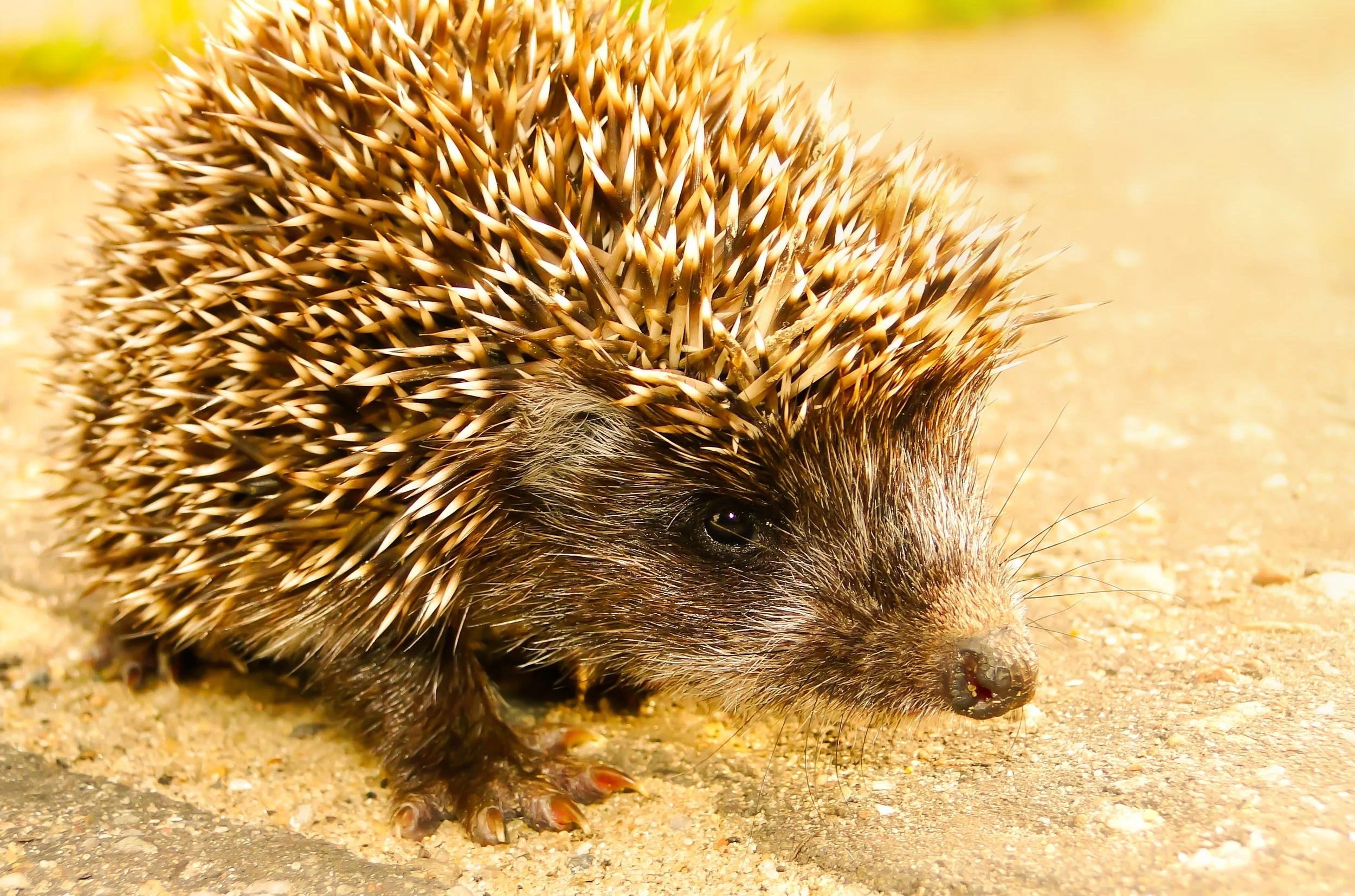 New research shows that European hedgehogs in Denmark carry a secret
