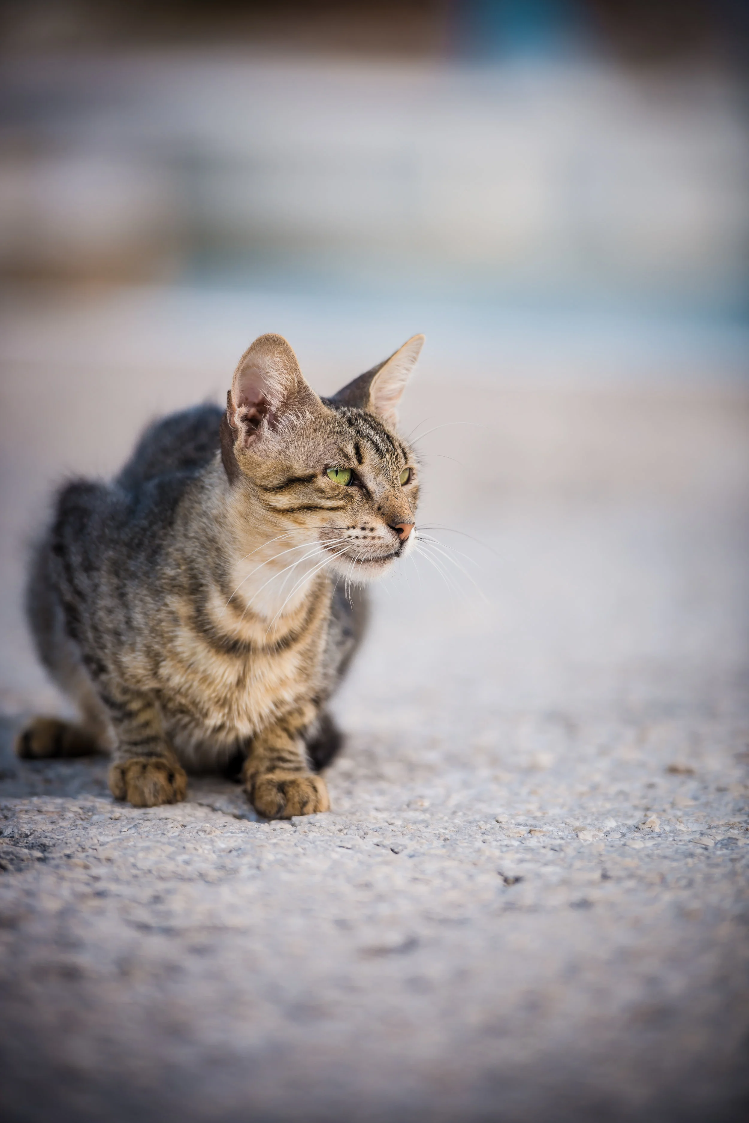 Feline experts publish a rebuttal to opponents of Trap Neuter and Release programs