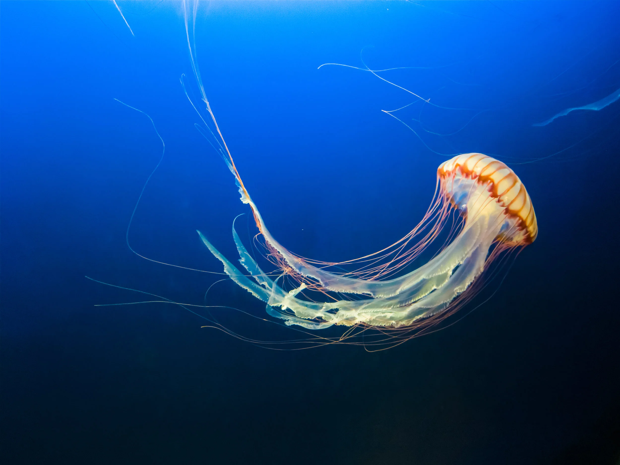 Jellyfish's 'superpowers' gained through cellular mechanism 