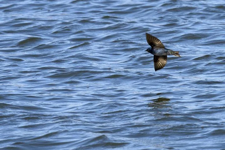 Purple martin migration behavior perplexes researchers 